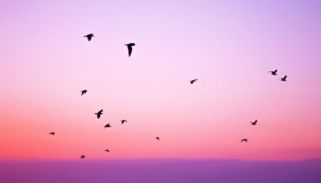 Haiku - Lissi Seneway - Red winged blackbirds